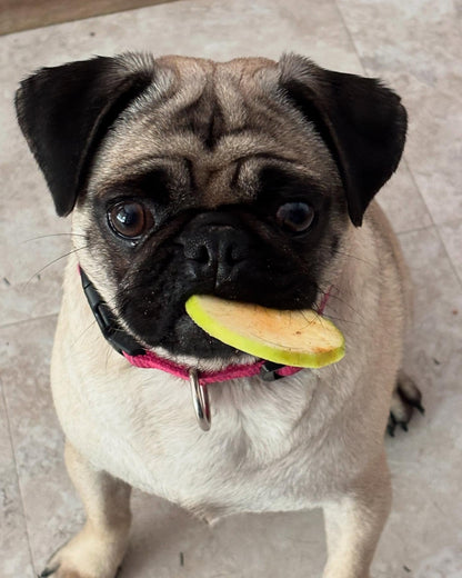 Dog Chips- Apple Chips - Large Bag