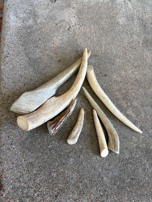 Deer Antler- Medium