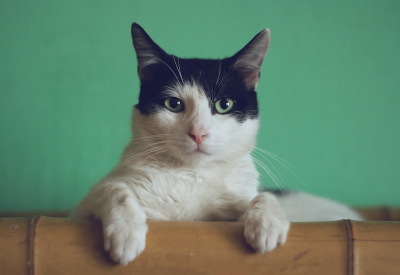 Self-Cleaning Cat Corner Grooming Brush