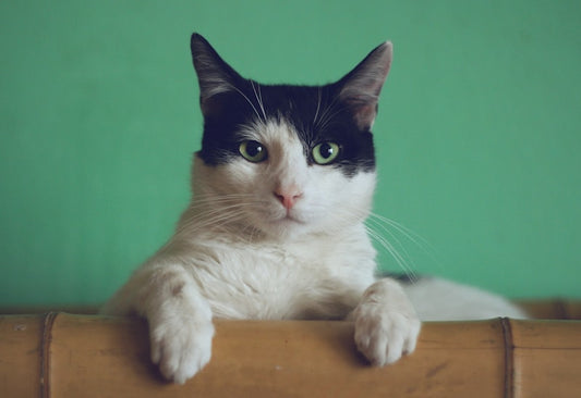 Self-Cleaning Cat Corner Grooming Brush