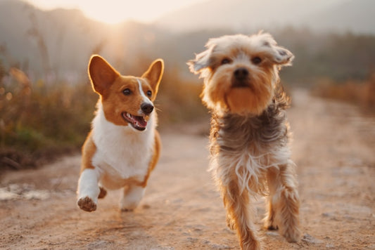 Double Dog LED Walking Leash